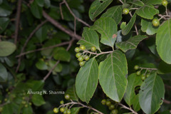 Celastrus paniculatus